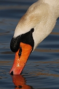 Mute swan